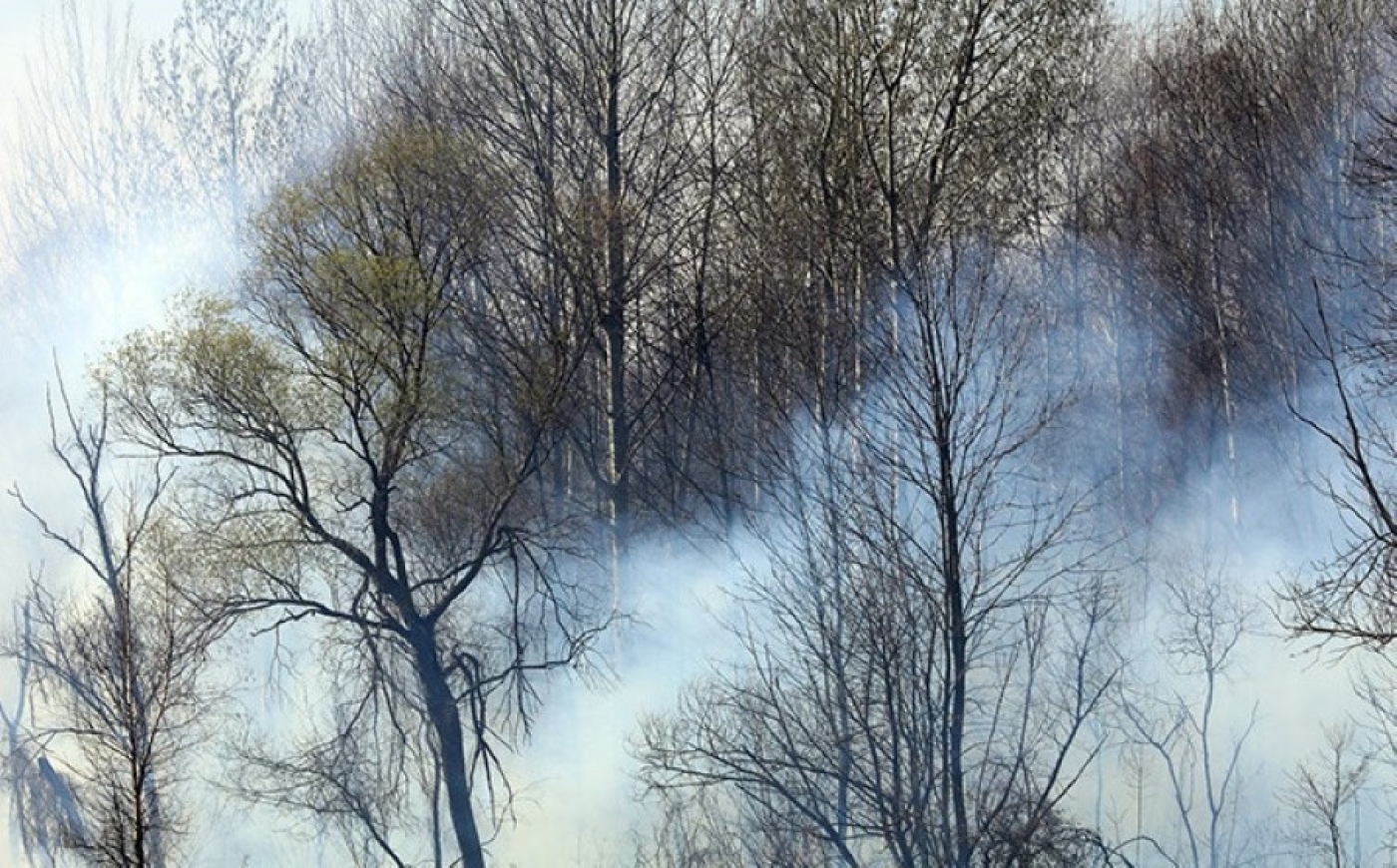 В Беларуси за минувшие сутки ликвидированы шесть лесных пожаров