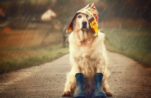 Дождь и до +8°С прогнозируют сегодня в Беларуси