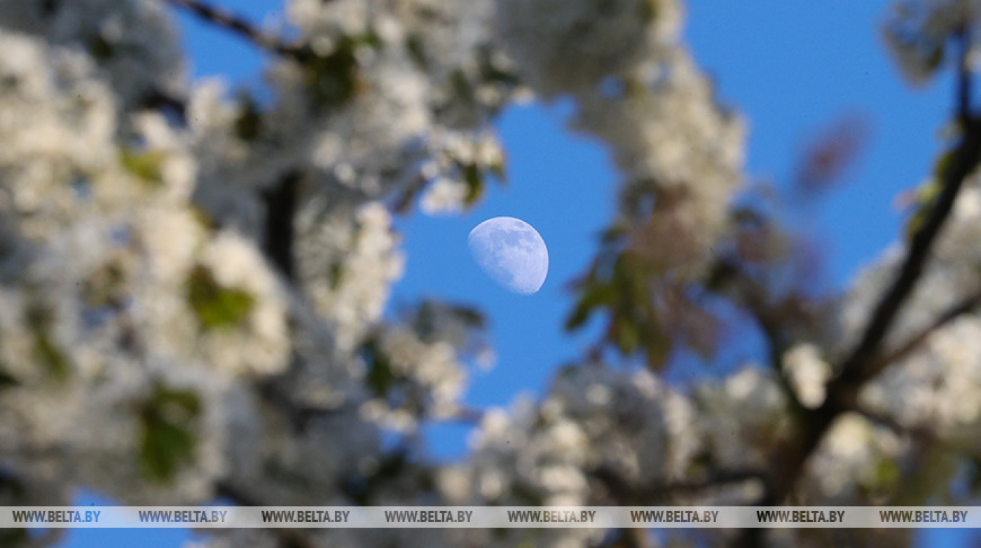 Ночные заморозки до -3°С и дожди ожидаются в Беларуси 4 мая