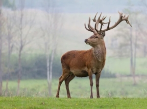31 января заканчивается охота на лося и оленя благородного