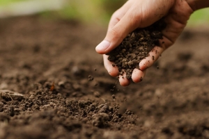 Беларусь прорабатывает создание комплексных удобрений для рынков Западной Африки