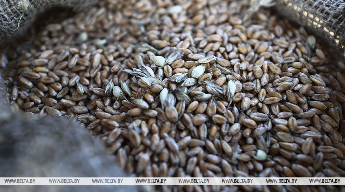 Яровые культуры в Беларуси посеяны на более чем половине площадей