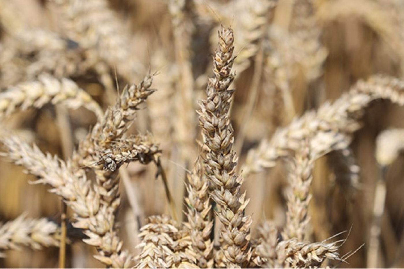 Белорусские ученые представили новый сорт озимой пшеницы
