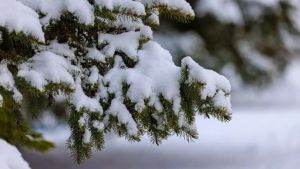 Увидят ли белорусы снежные сугробы этой зимой? Белгидромет дал прогноз погоды на февраль 2025 г.