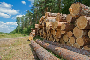 Какие документы нужны гражданам для заготовки дров?
