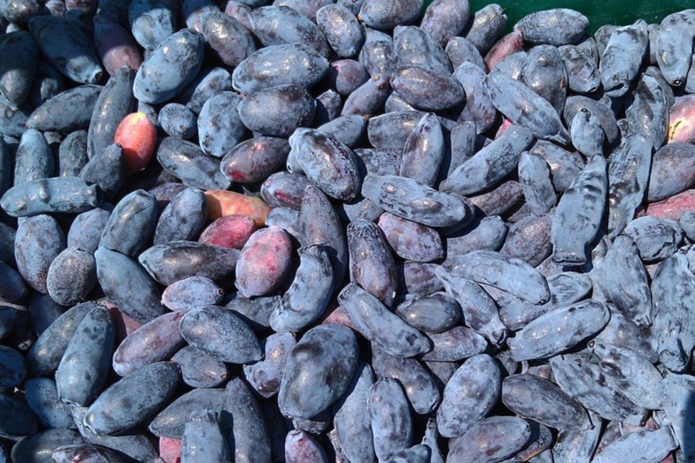 Садовод перечислил особенности ухода за жимолостью