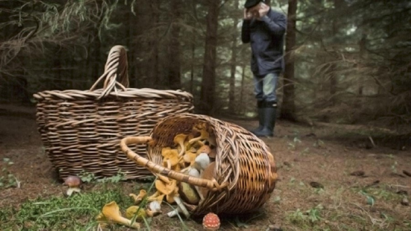 Советы грибникам: как не заблудиться в лесу