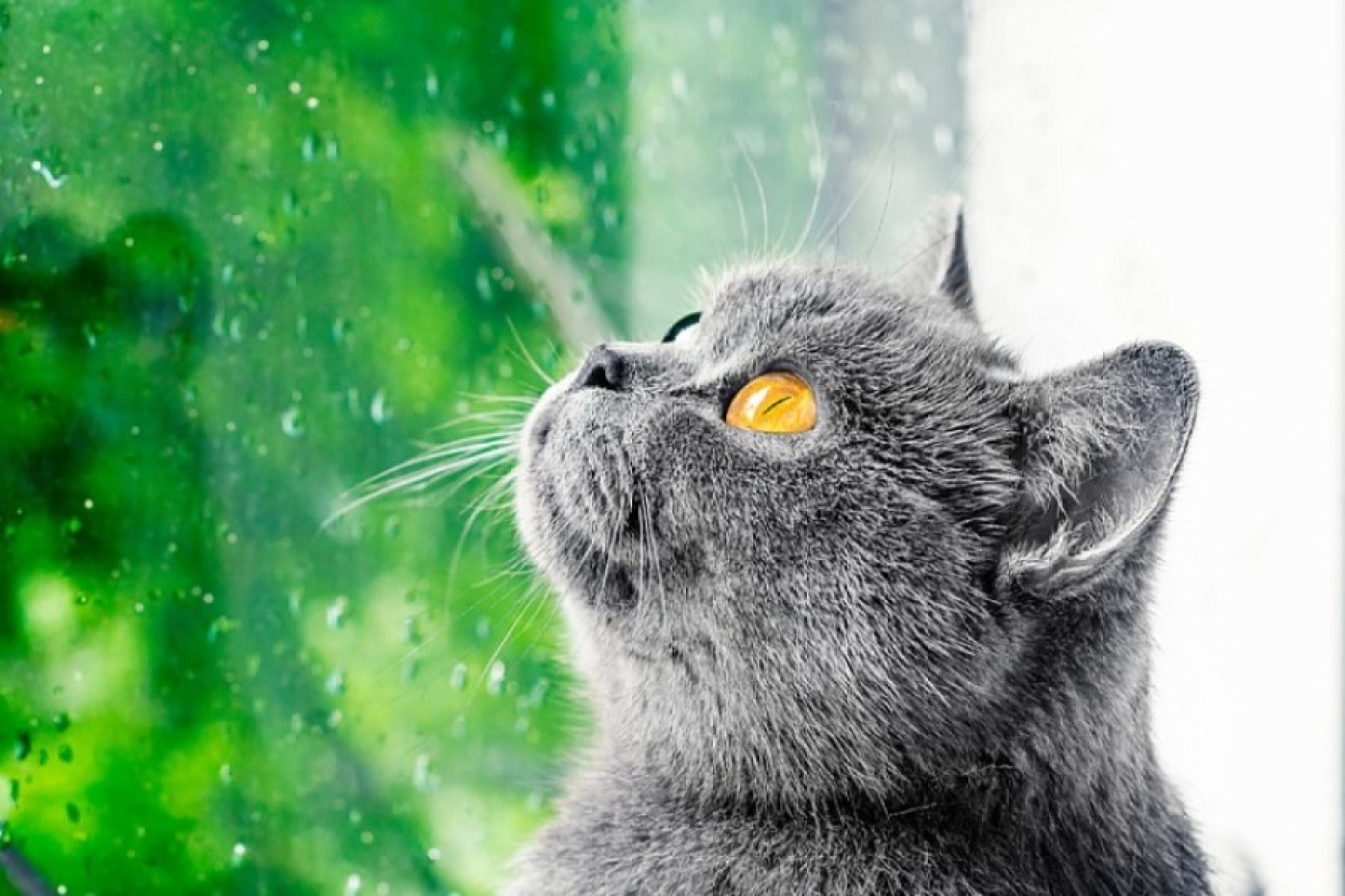 Дожди постепенно прекратятся. Рябов рассказал о погоде на неделе с 27 октября по 2 ноября