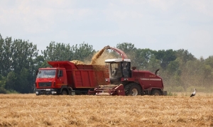 В Беларуси убрано почти 80% озимого ячменя