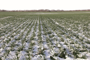 Условия для зимующих культур на основных массивах будут удовлетворительными