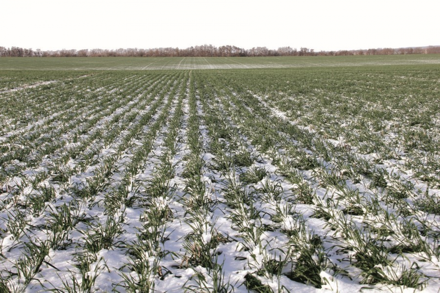 Условия для зимующих культур на основных массивах будут удовлетворительными