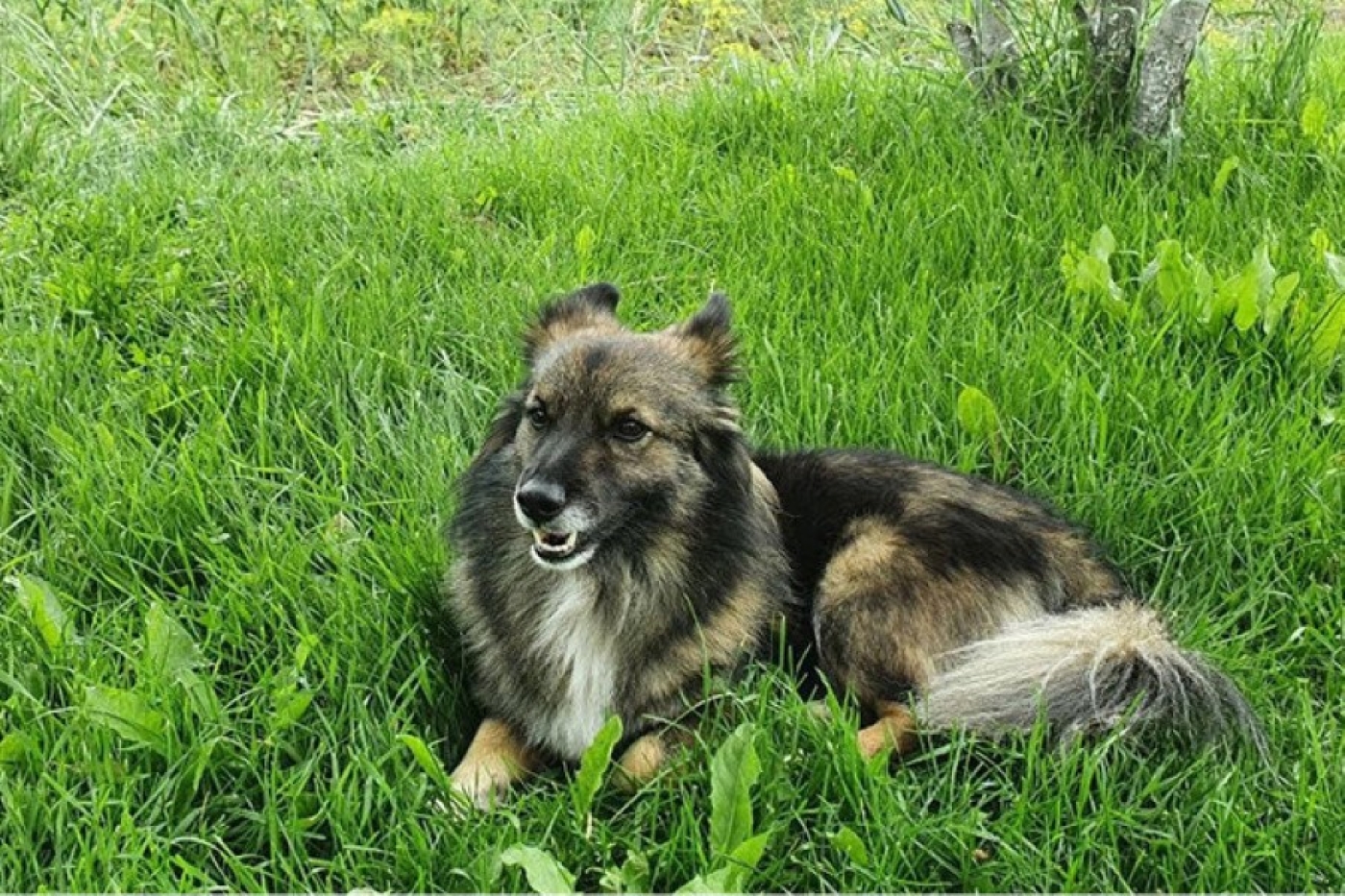 Какие документы нужны для регистрации домашнего животного, рассказали в МЖКХ