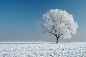 Морозы до -30°C: что срочно укрыть в саду, пока не поздно