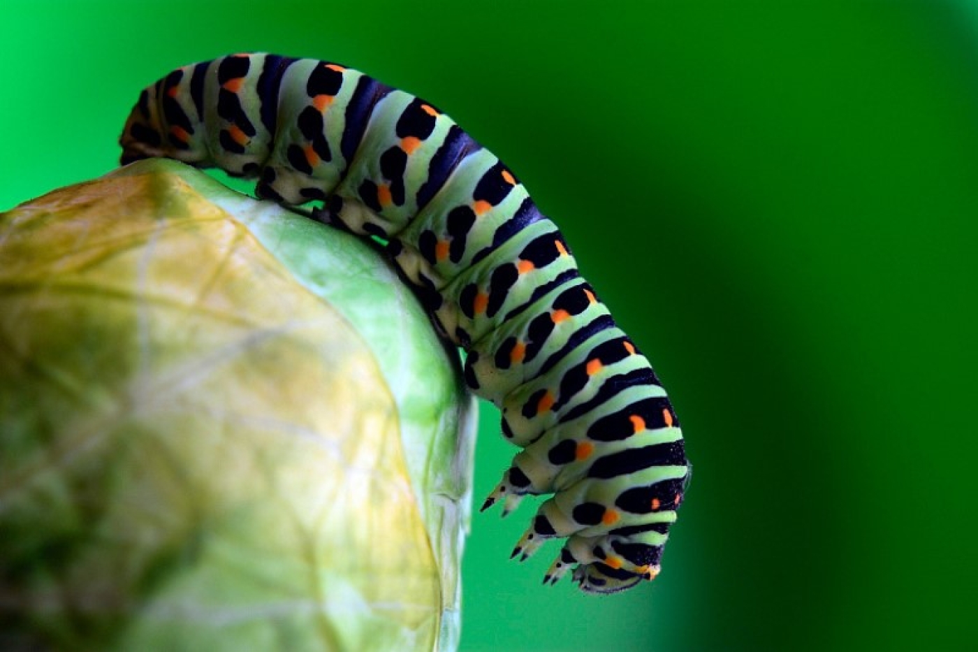 Гусеницы больше никогда не притронутся к капусте: советуем суперсредство