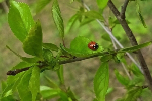 До +16°С ожидается сегодня в Беларуси