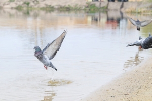 Погода 25 апреля: оранжевый уровень опасности из-за ночных заморозков и дождь с мокрым снегом