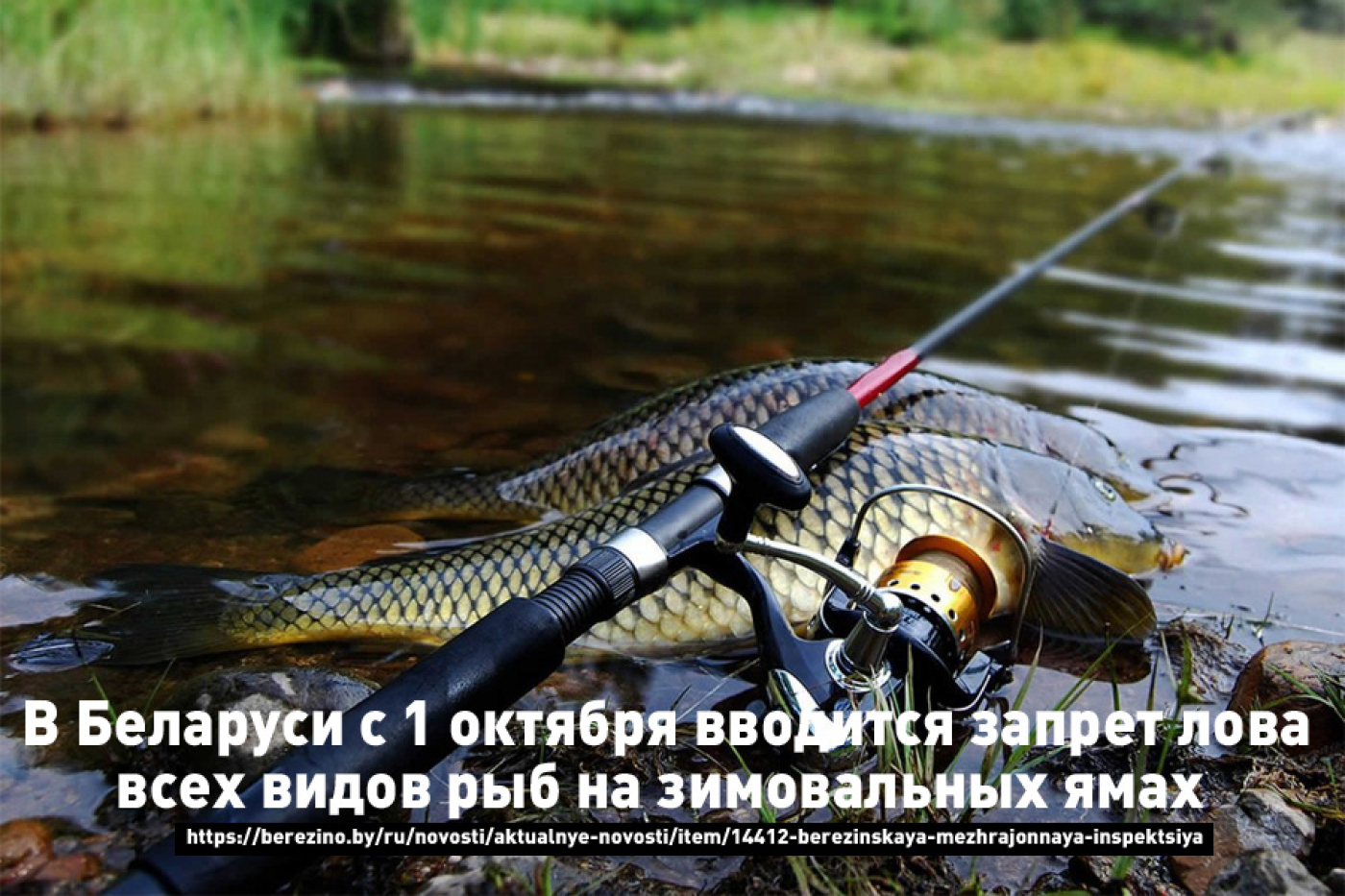 Березинская межрайонная инспекция охраны животного и растительного мира информирует!