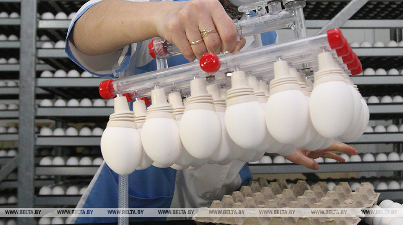 Производство сельхозпродукции в Беларуси в январе-октябре выросло на 3,5%