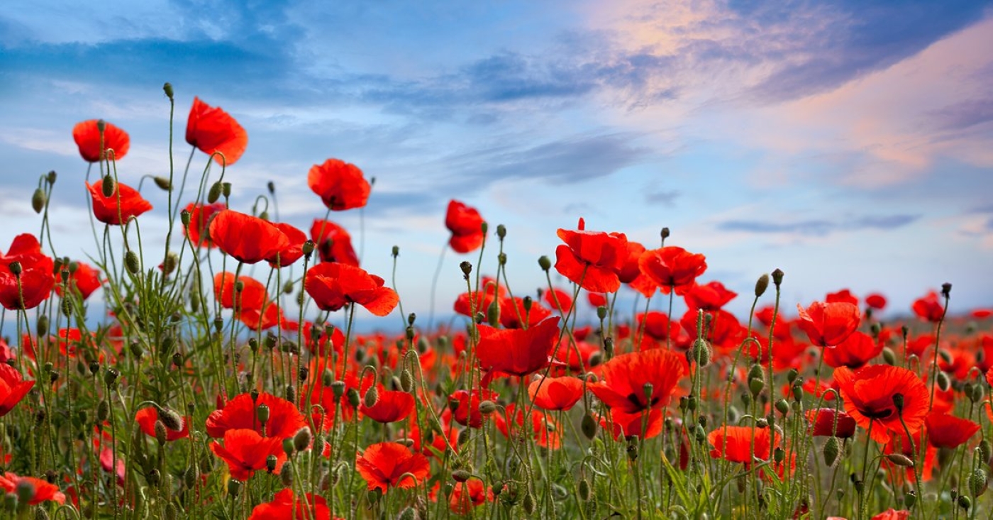 Выявить незаконные насаждения. В Беларуси проводится специальная программа "Мак"