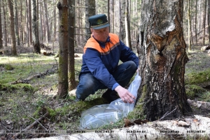 Ушанское лесничество – в числе первых по сбору берёзового сока
