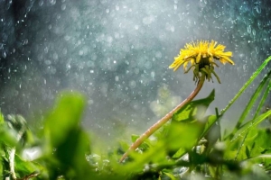 Погода 2 июля: местами кратковременные дожди и порывистый ветер, максимальная температура +30 °С