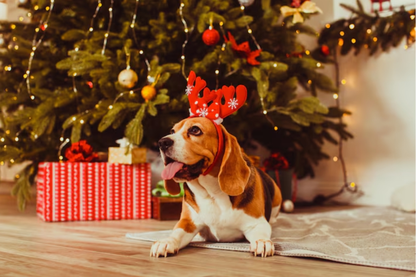 Что делать, если питомец наелся елочных иголок, объяснила ветеринар