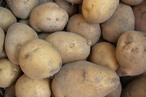 Когда копать картошку в августе: советы агронома с 40-летним опытом