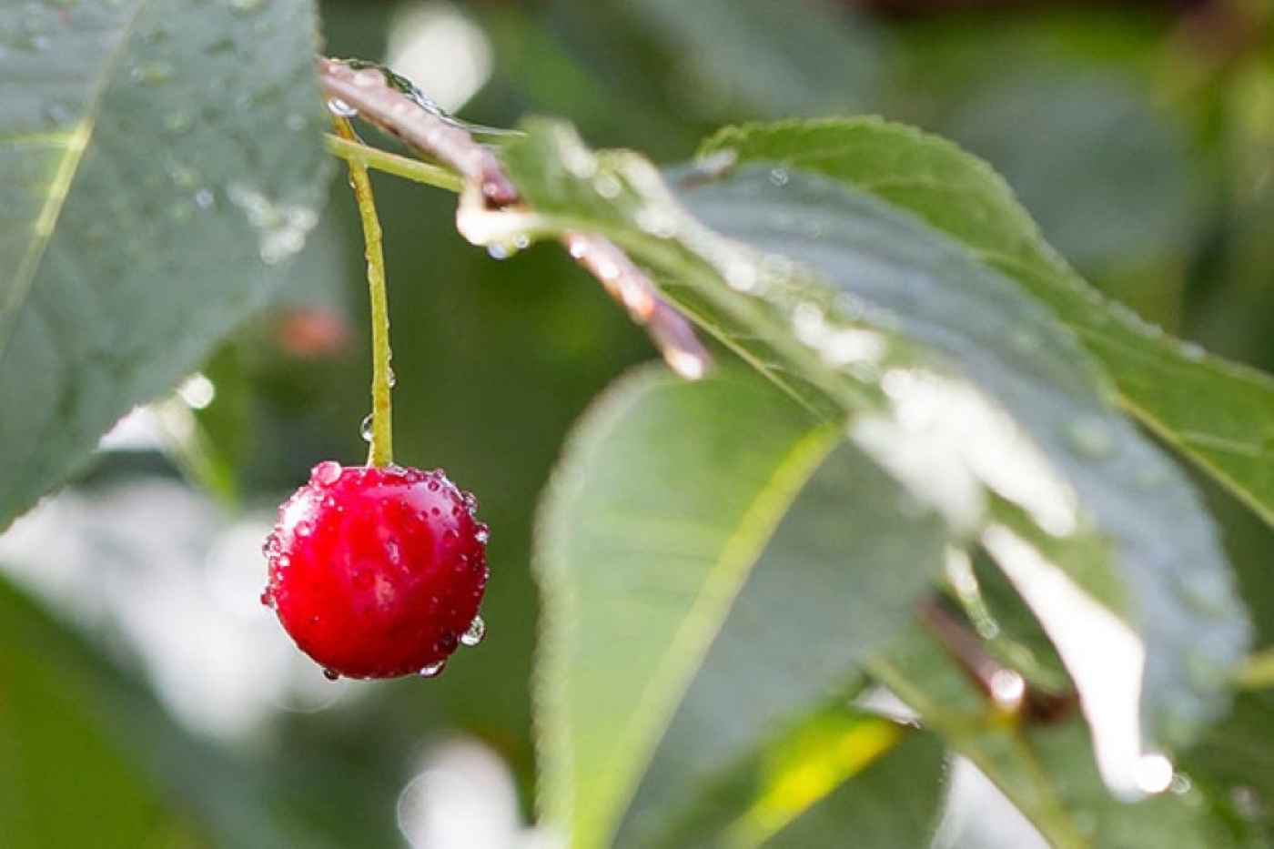 Погода в Беларуси 11 июня: дожди, грозы и до +21 °С