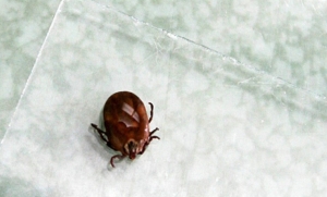 В Беларуси за полгода к медикам обратились более 16 тыс. пострадавших от укусов клещей