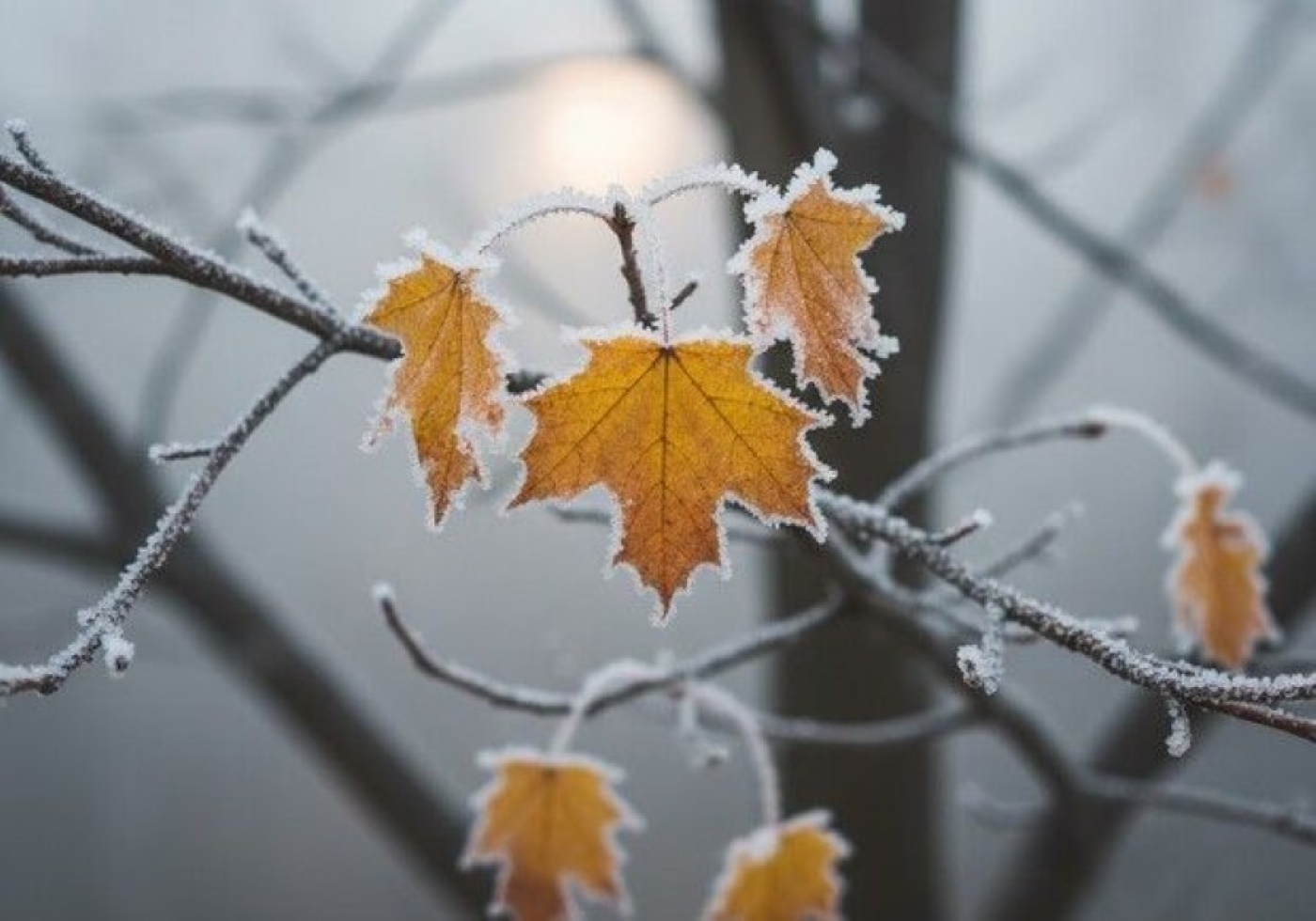 Погода в Беларуси 16 декабря: оранжевый уровень опасности в связи с туманом, максимальная температура +6 °С