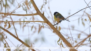 Преимущественно без осадков и до -9°С обещают сегодня синоптики в Беларуси