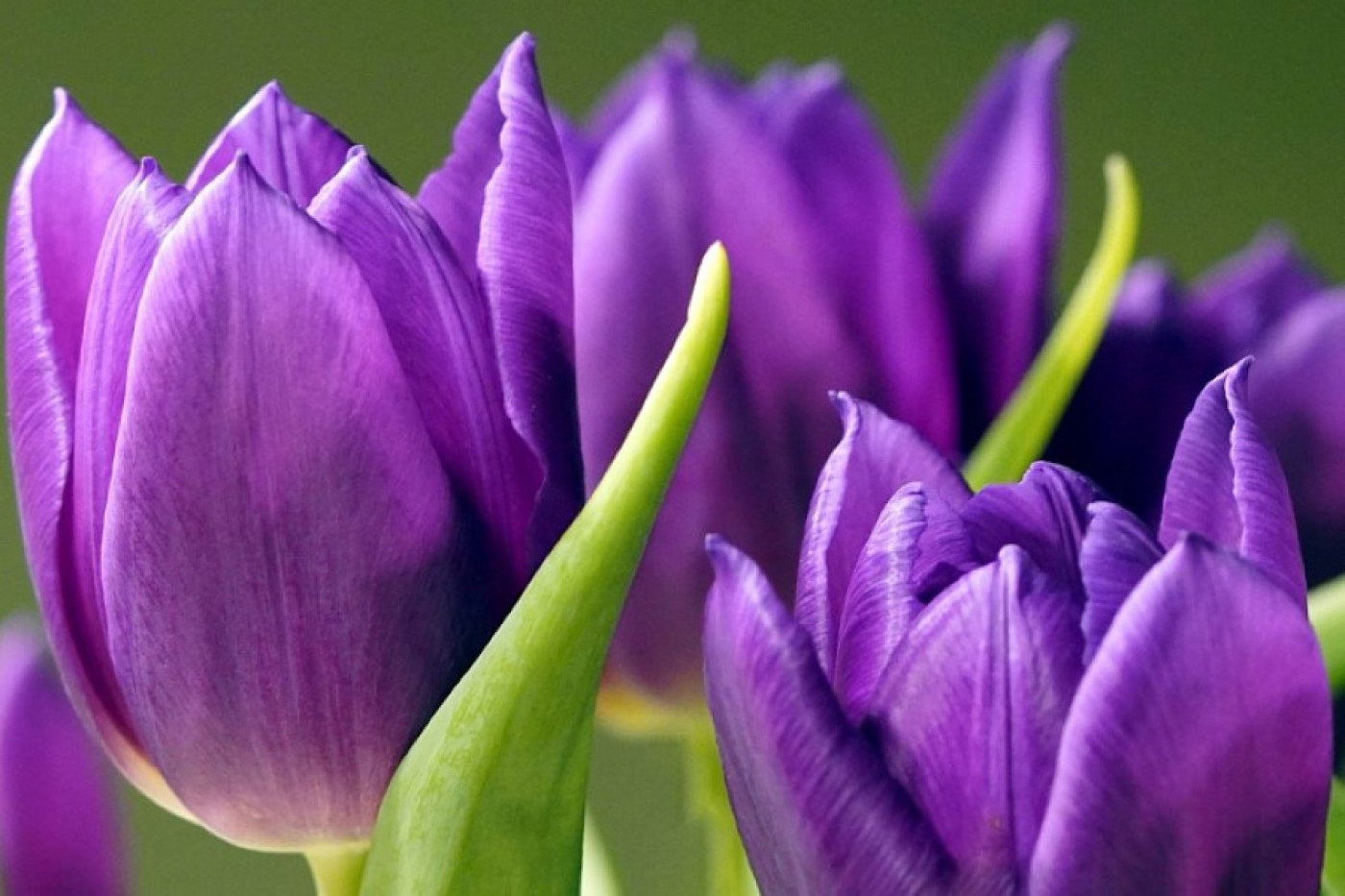 Одна подкормка в апреле – и тюльпаны зацветут ярче