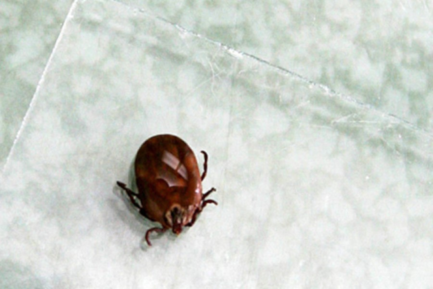 В Беларуси в январе зарегистрированы два случая укуса клещей