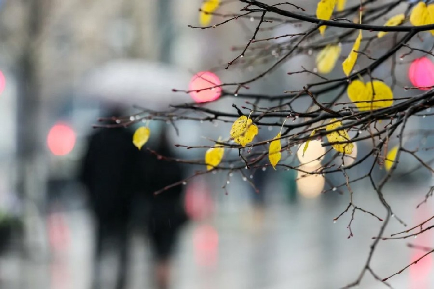 Погода в Беларуси 8 декабря: дождь, мокрый снег, туман, гололед и от –3°С до +6°С