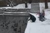 Как правильно подкармливать птиц в морозы, рассказал специалист