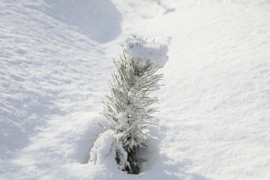 Погода в Беларуси в выходные: без осадков, гололедица и от -20 °С до +6 °С