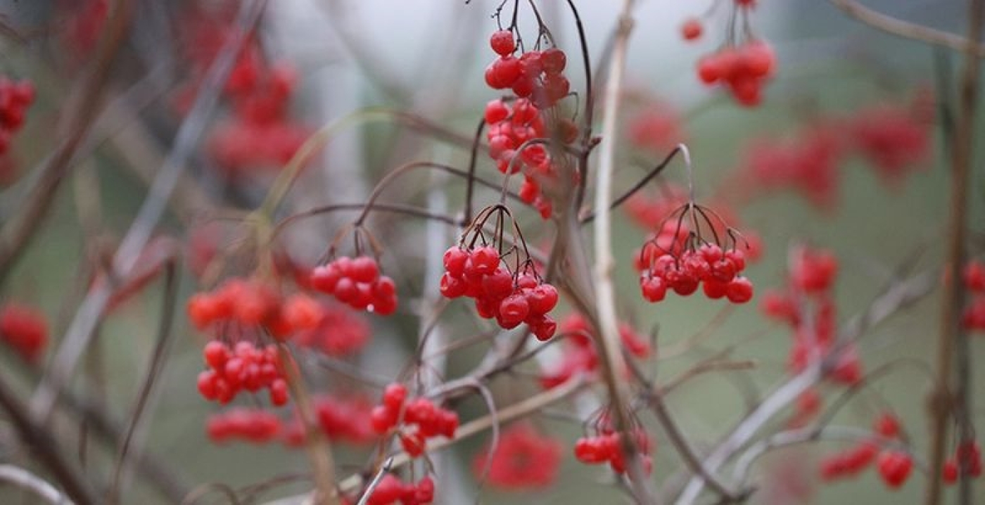 Погода 31 января: кратковременные дожди, слабый туман и до +10 °С