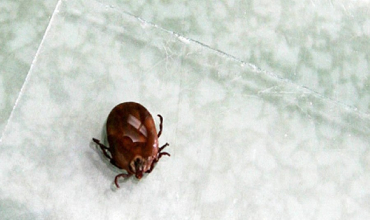 С начала года в Минской области зарегистрировано 16 случаев заболевания Лайм-боррелиозом