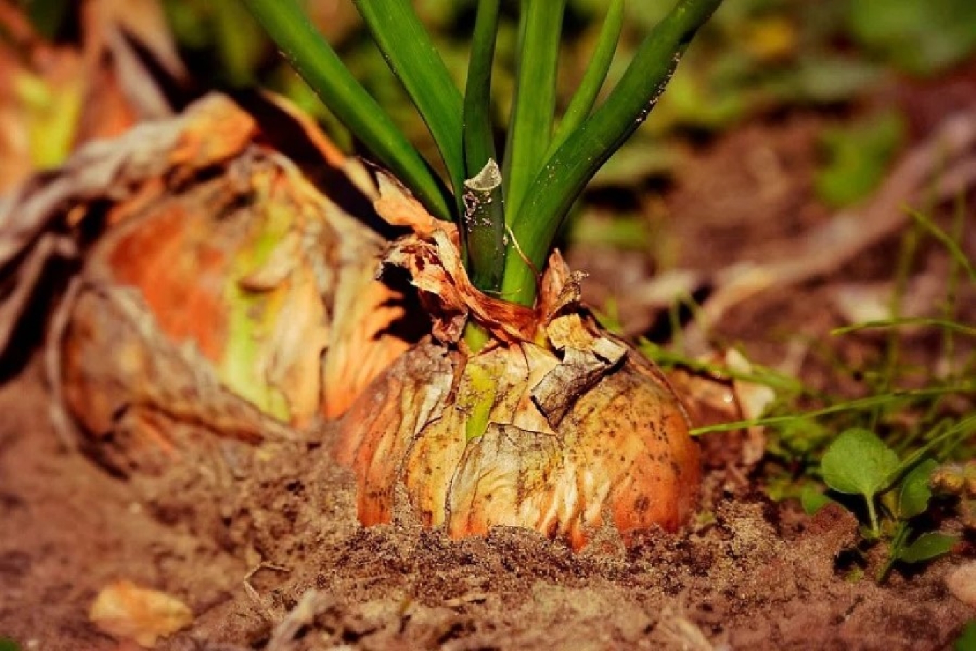 Как увеличить урожай лука: эффективная подкормка от одного садовода