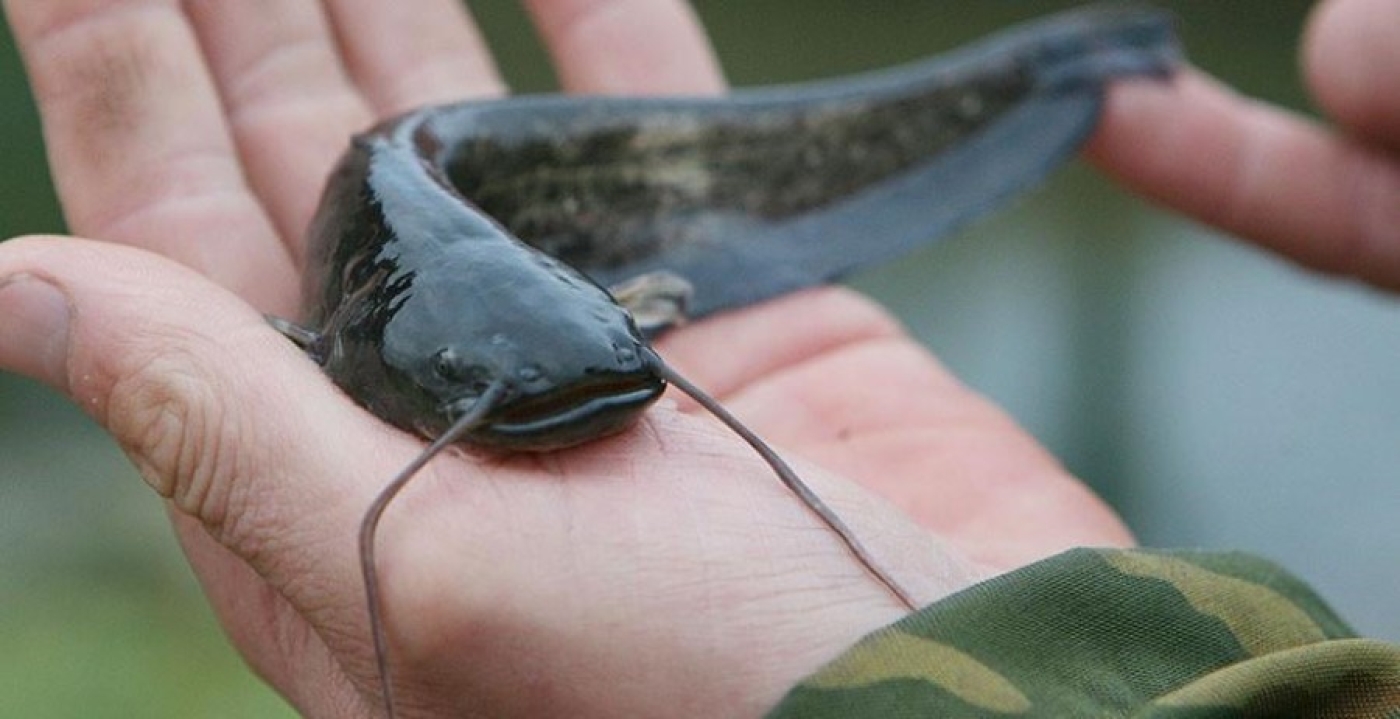 С 1 ноября наступает запрет на лов сома и сига