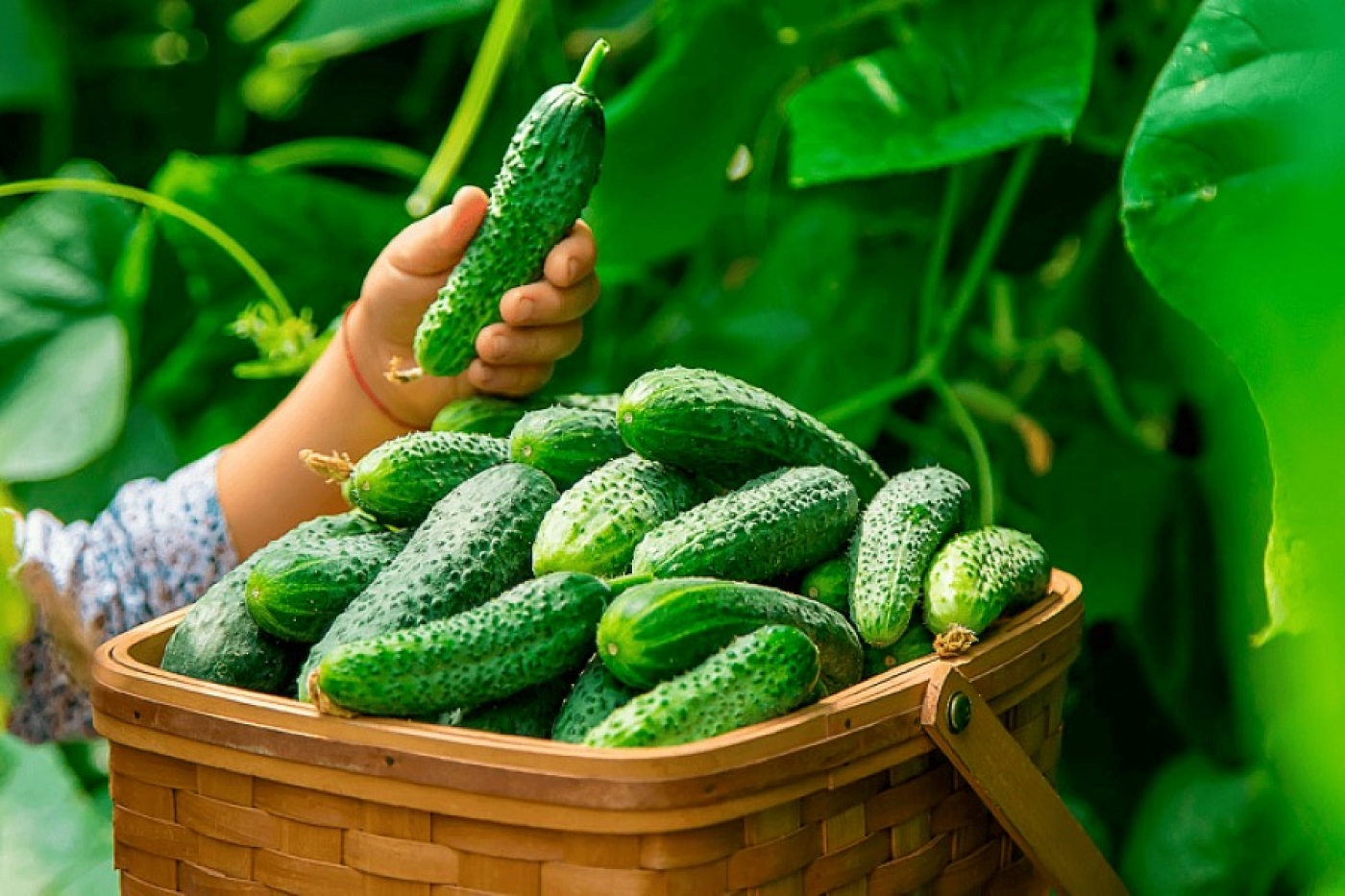 Не сейте огурцы наугад – точные сроки для теплицы и грунта