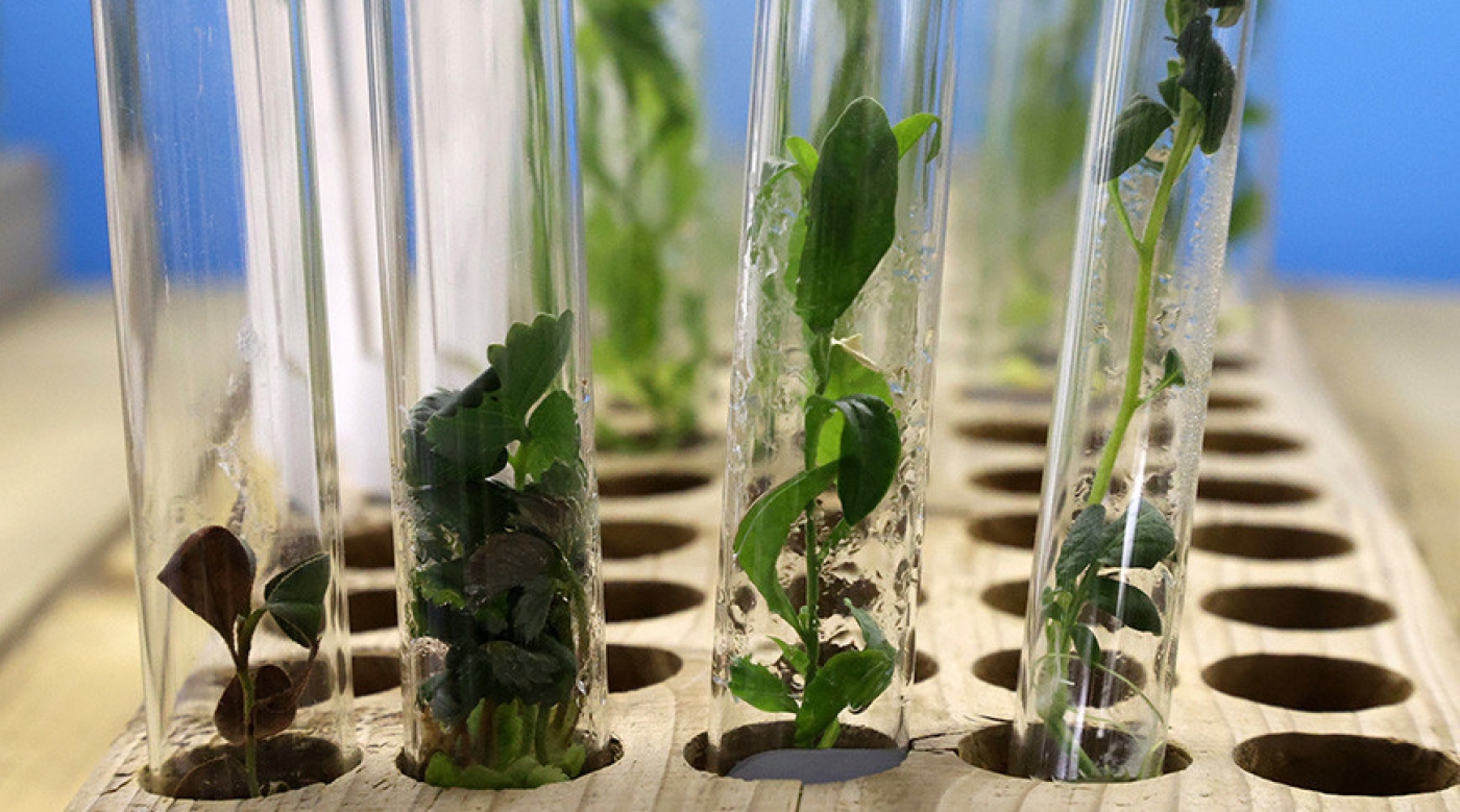 В Беларуси зарегистрирован отечественный препарат для борьбы с листогрызущими вредителями