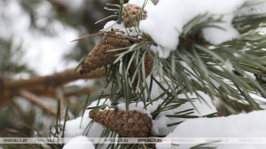 Снег, гололед и до +3°С ожидается в Беларуси 28 декабря