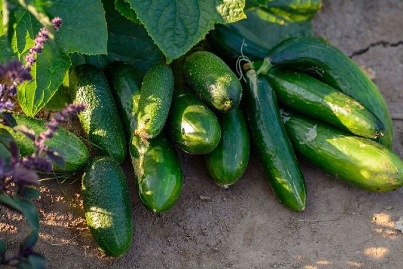 Посадите это рядом с огурцами – дадут рекордный урожай