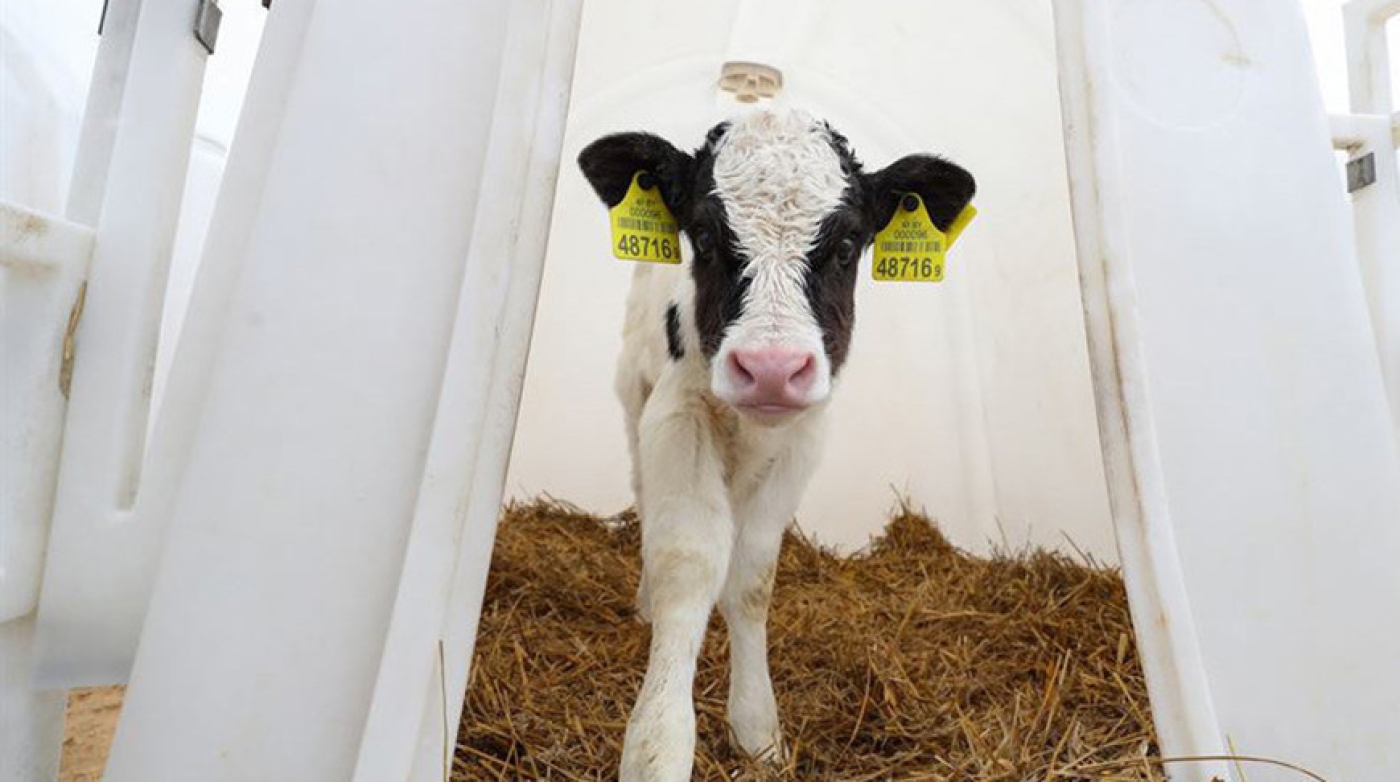 В Могилевском районе замдиректора предприятия скрыл падеж 55 телят