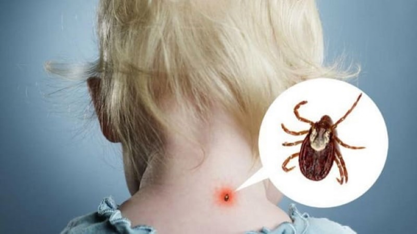 Энтомологическая ситуация за 2022 год в Республике Беларусь и Березинском районе.