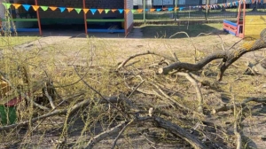В Бобруйске во время прогулки в садике на ребенка упала ветка дерева. У малыша - перелом ключицы