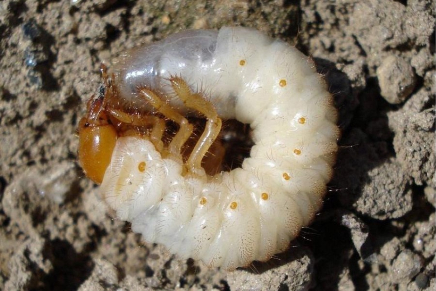 Как защитить огород от невидимого врага: эффективные методы борьбы с личинкой хруща