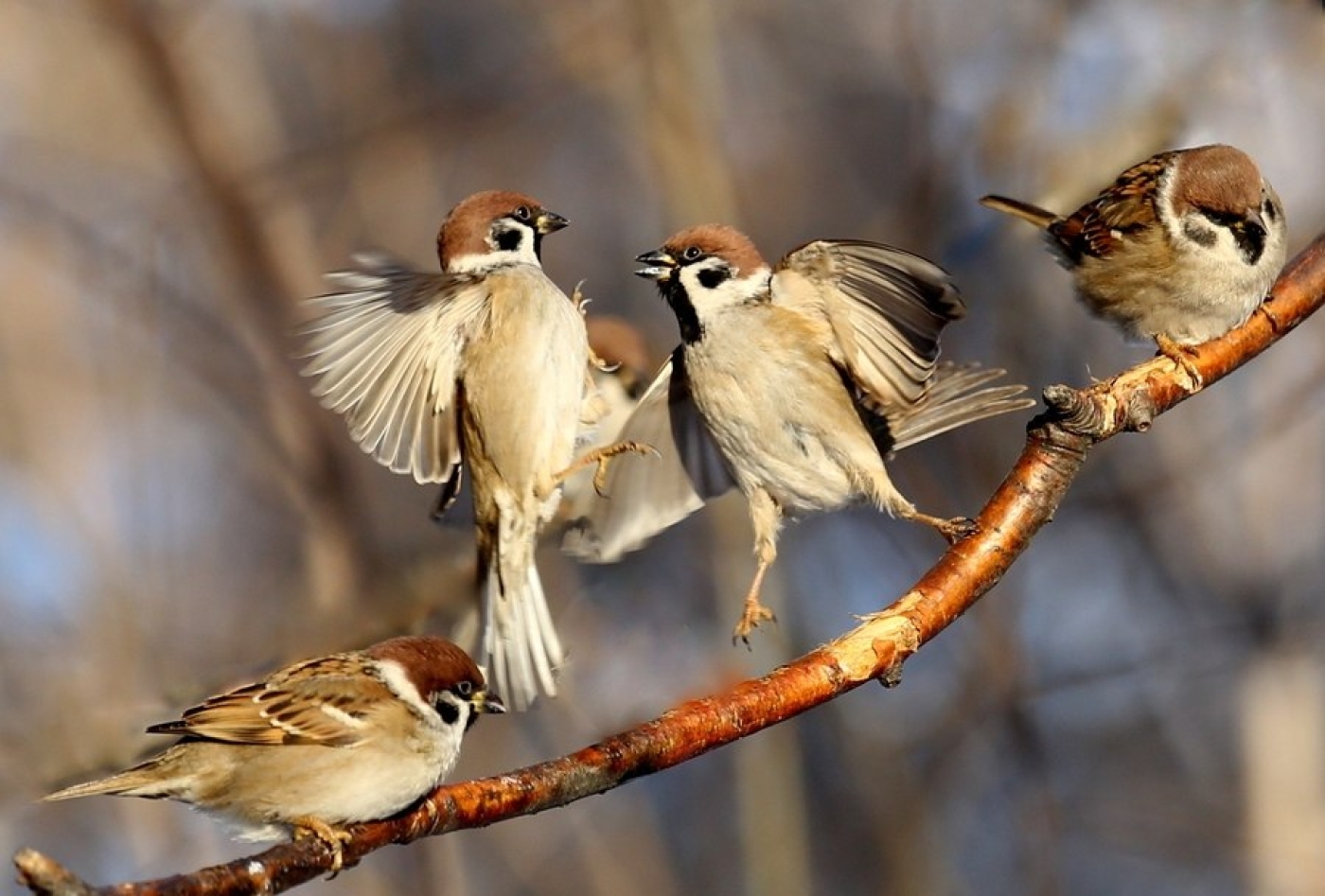 Погода 11 марта: преимущественно без осадков и до +9 °С