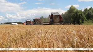 В Беларуси планируют собрать около 11 млн тонн зерна